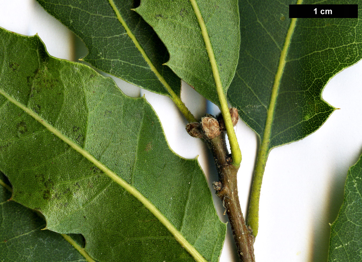 High resolution image: Family: Fagaceae - Genus: Quercus - Taxon: ×kewensis (Q.cerris × Q.wislizeni)